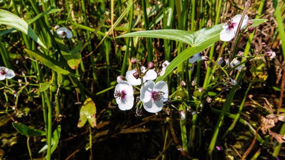 Стрелолист обыкновенный (Sagittaria sagittifolia l.)
