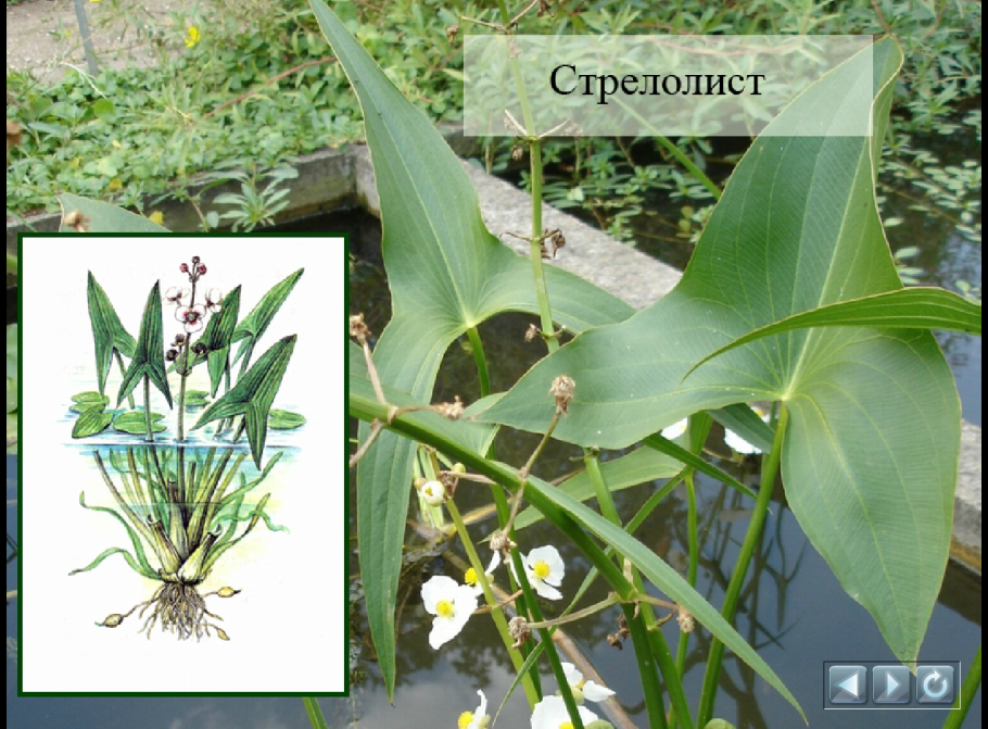 Стрелолист обыкновенный