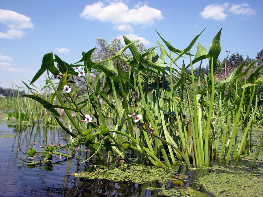 Стрелолист Sagittaria sagittifolia