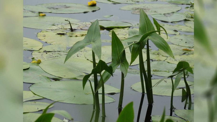Стрелолист обыкновенный (болотник)