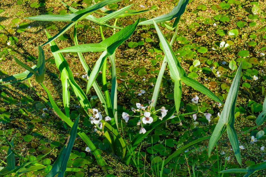 Sagittaria trifolia (стрелолист трёхлистный).