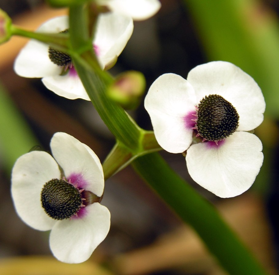 Стрелолист трёхлистный