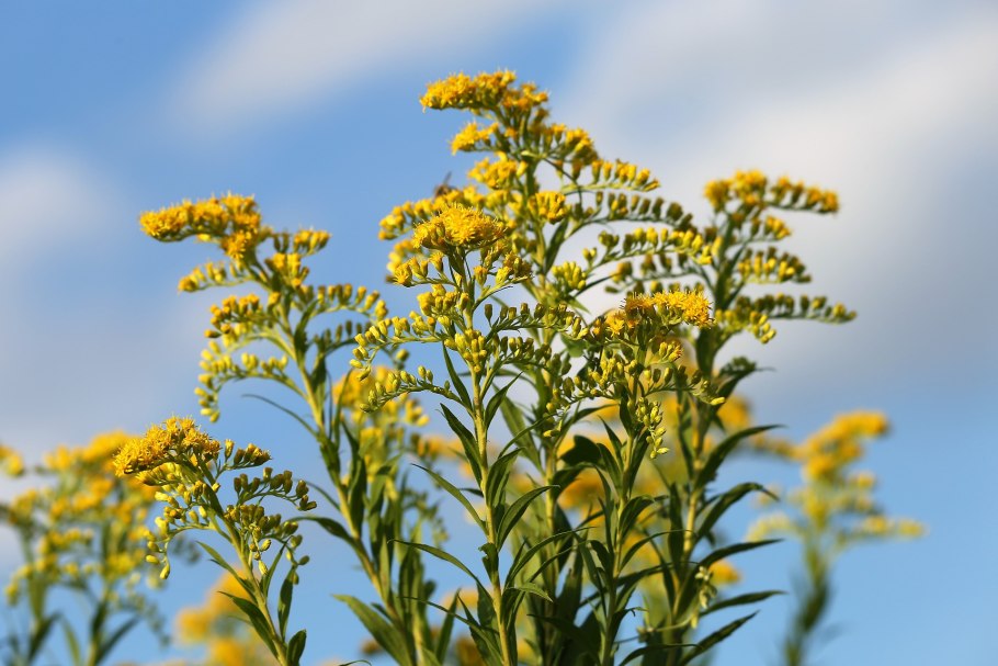 Золотарник канадский (Solidago canadensis)