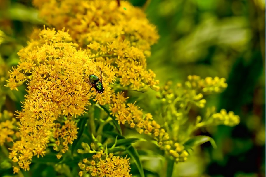 Solidago virgaurea заросли