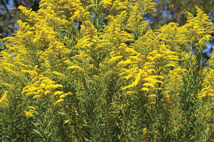 Золотарник канадский (Solidago canadensis)