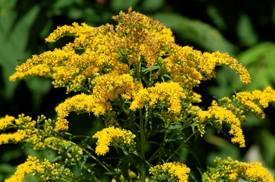 Солидаго, золотарник (Solidago)