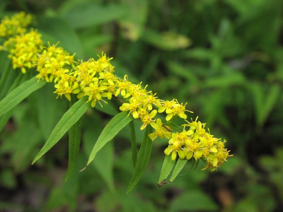 Золотарник обыкновенный (Solidago virgaurea