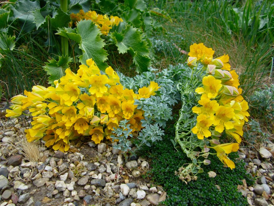 Tropaeolum polyphyllum