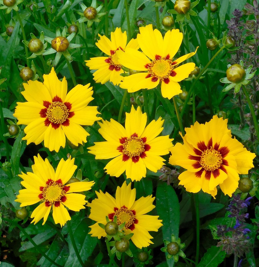 Кореопсис красильный (Coreopsis tinctoria)