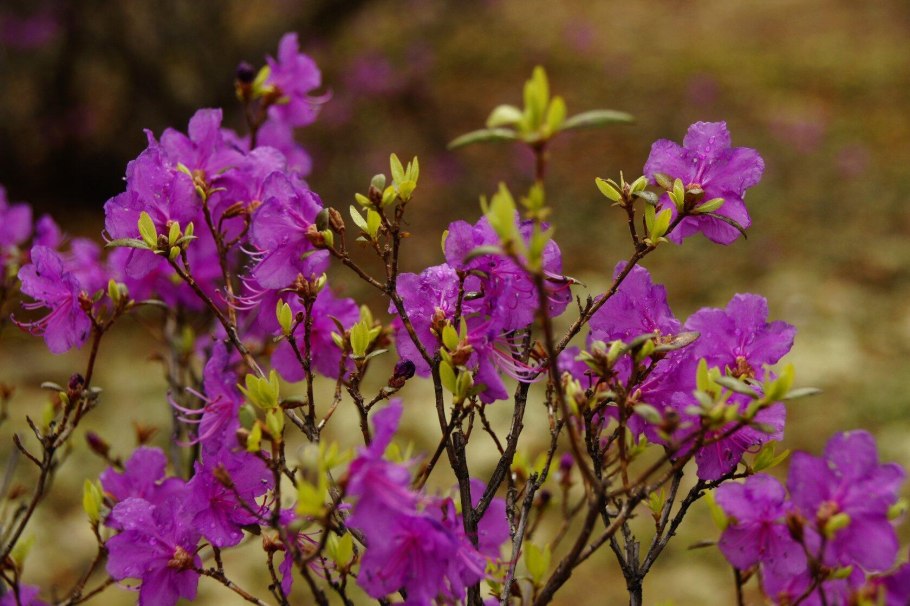 Багульник розовый