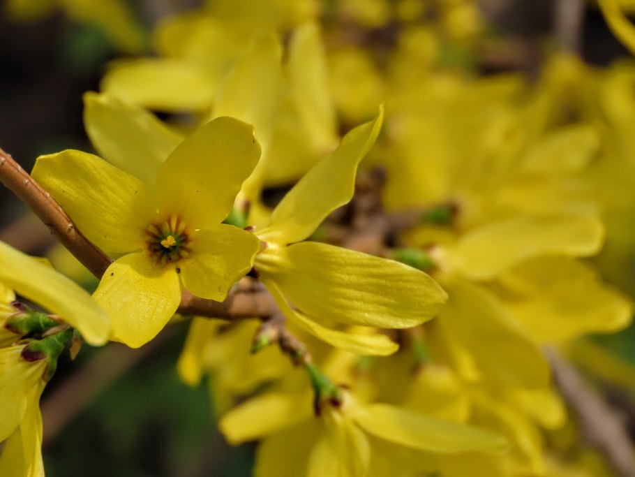 Форзиция и багульник