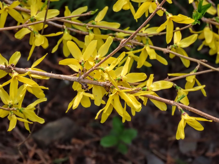 Багульник кустарник и форсиция