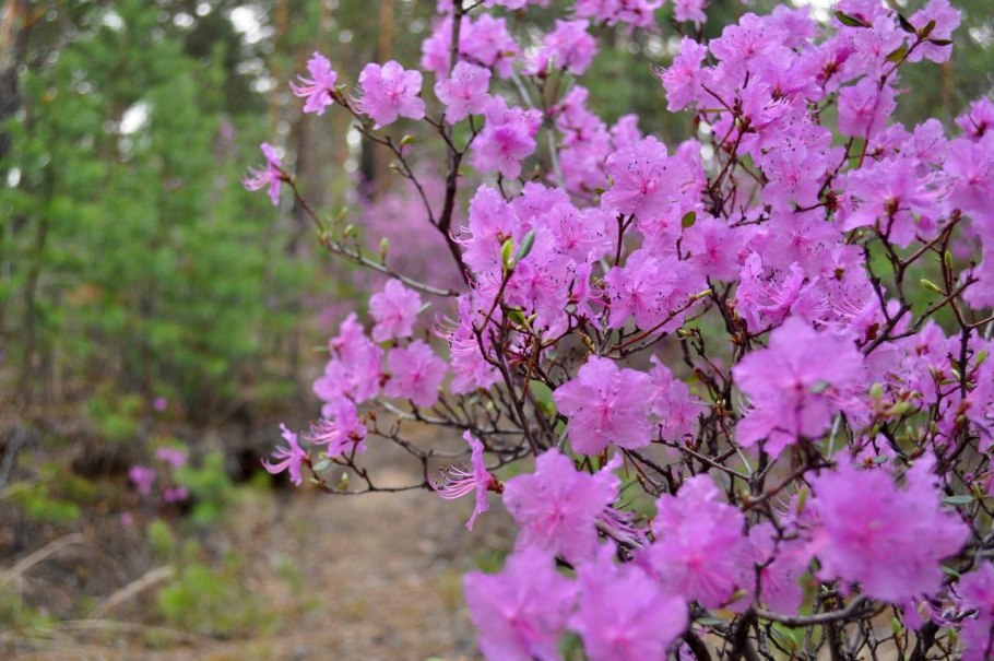 Рододендрон на Урале