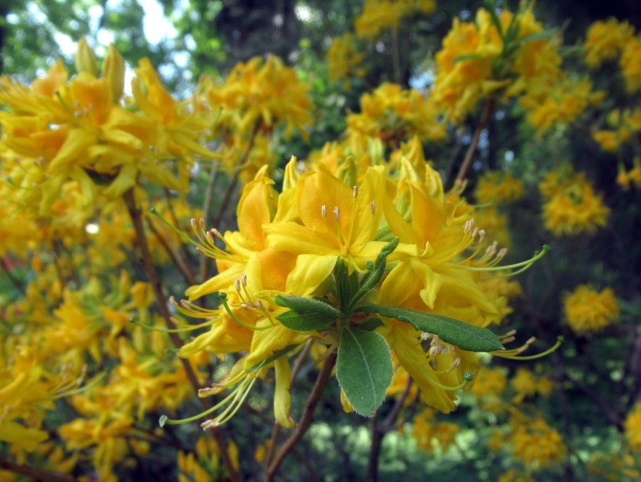 Рододендрон Лесной желтый