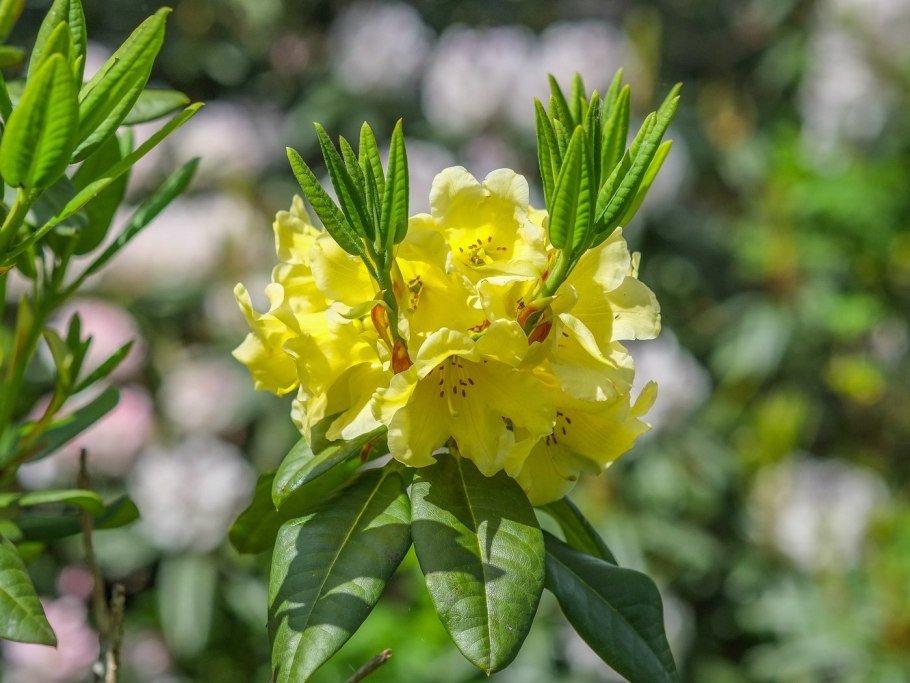 Цветок рододендрон желтый
