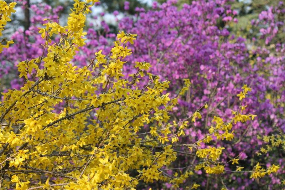 Рододендрон Даурский маральник