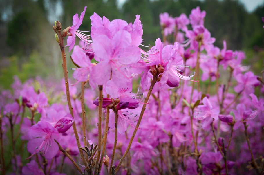 Рододендрон золотистый Rhododendron Aureum