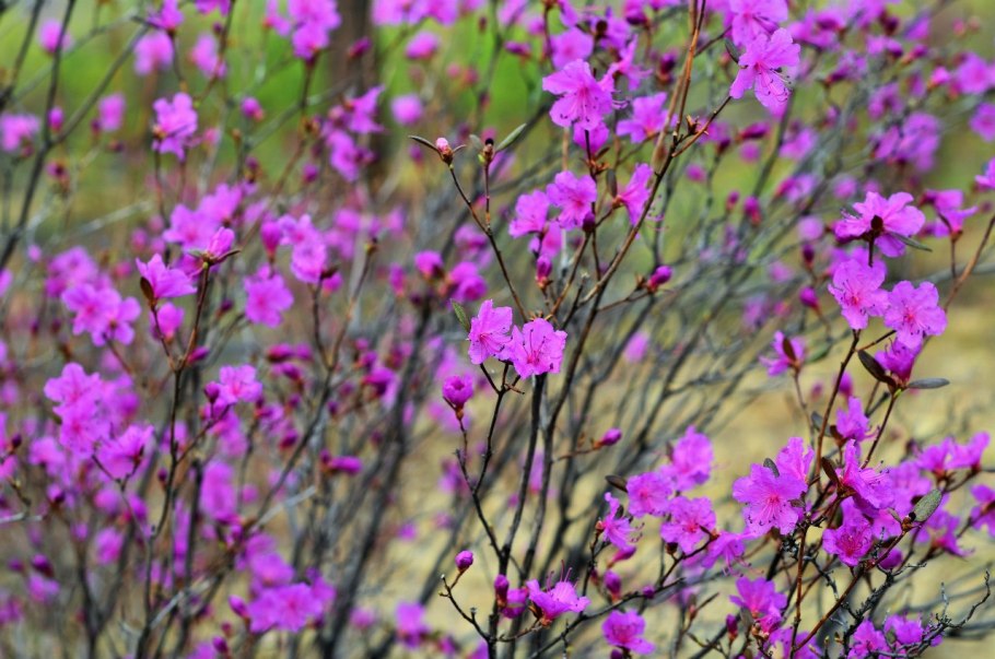 Рододендрон багульник Дальневосточный