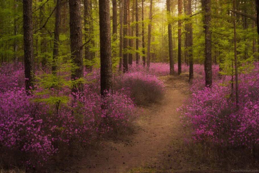 Цветение багульника в забайкалье