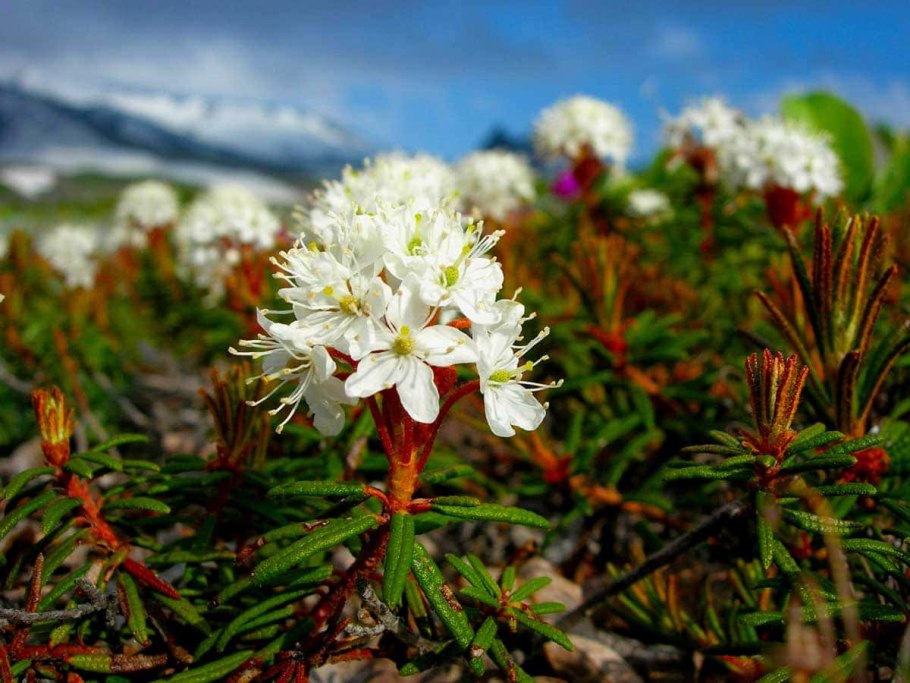 Багульник маньчжурский