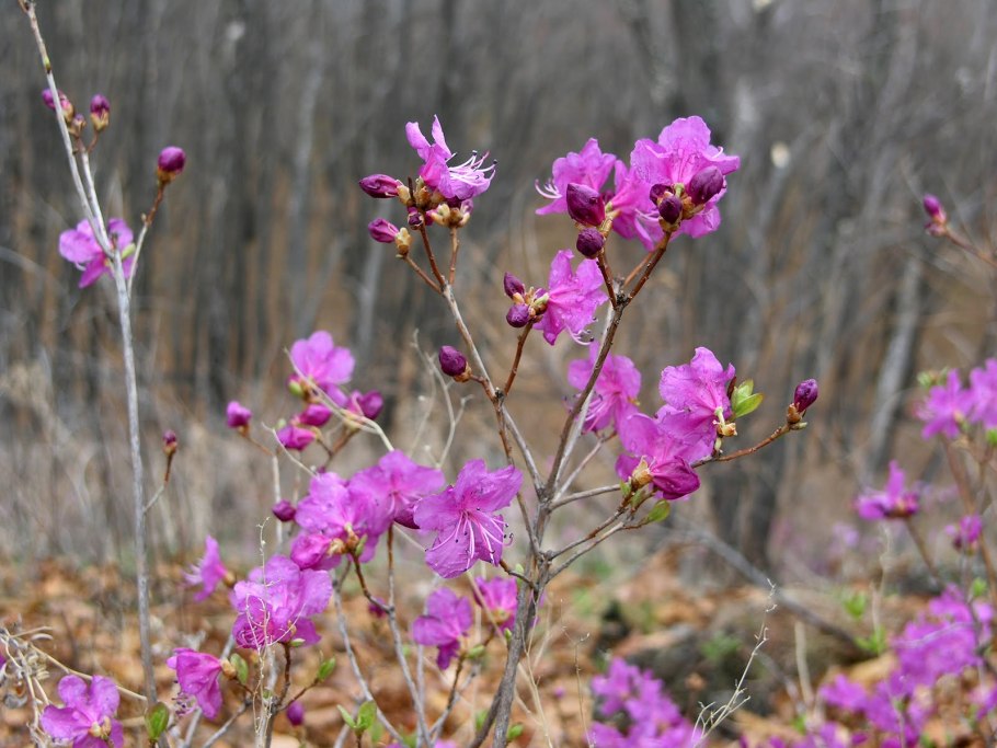 Багульник маньчжурский