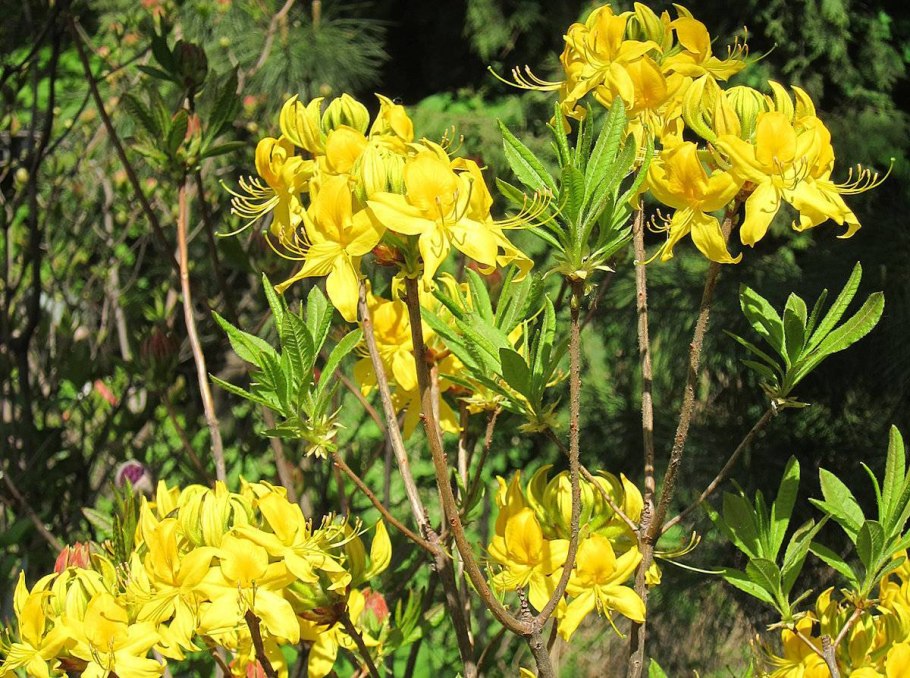 Рододендрон жёлтый