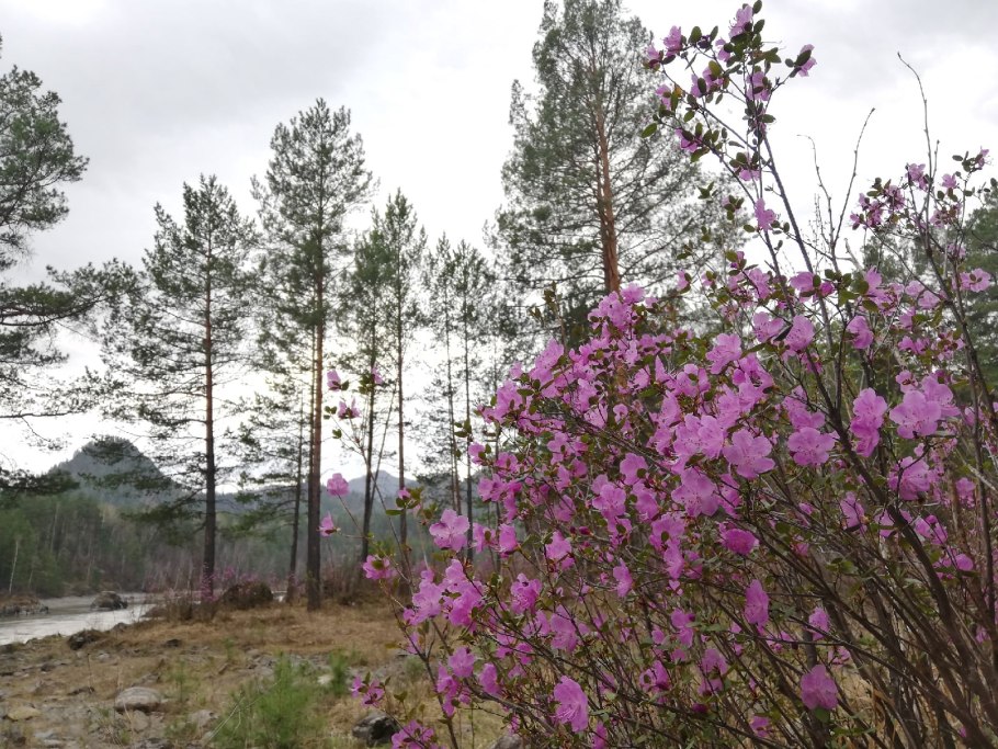 Рододендрон желтый вечнозеленый