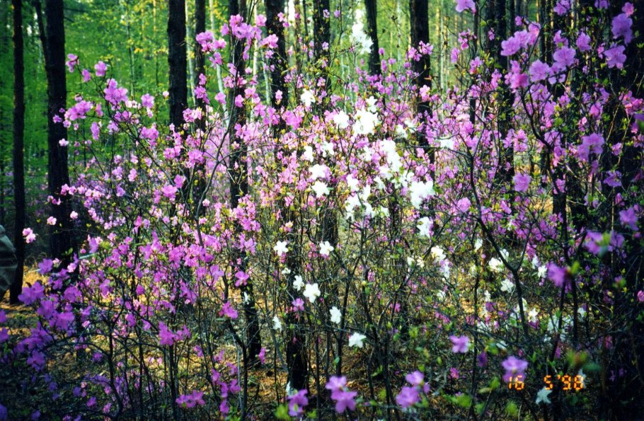 Багульник ягоды фото
