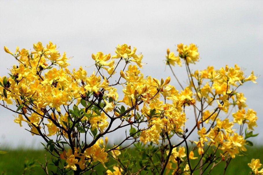 Багульник и зверобой