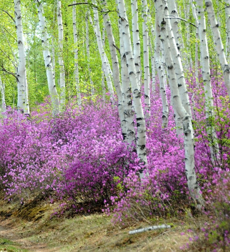 Рододендрон кавказский желтый