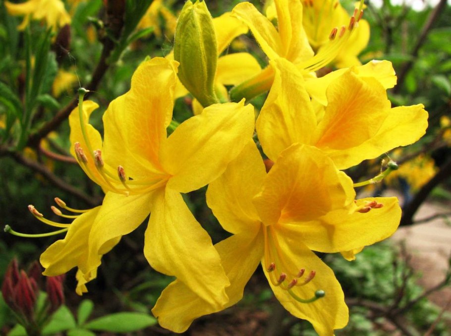 Рододендрон Сибирский