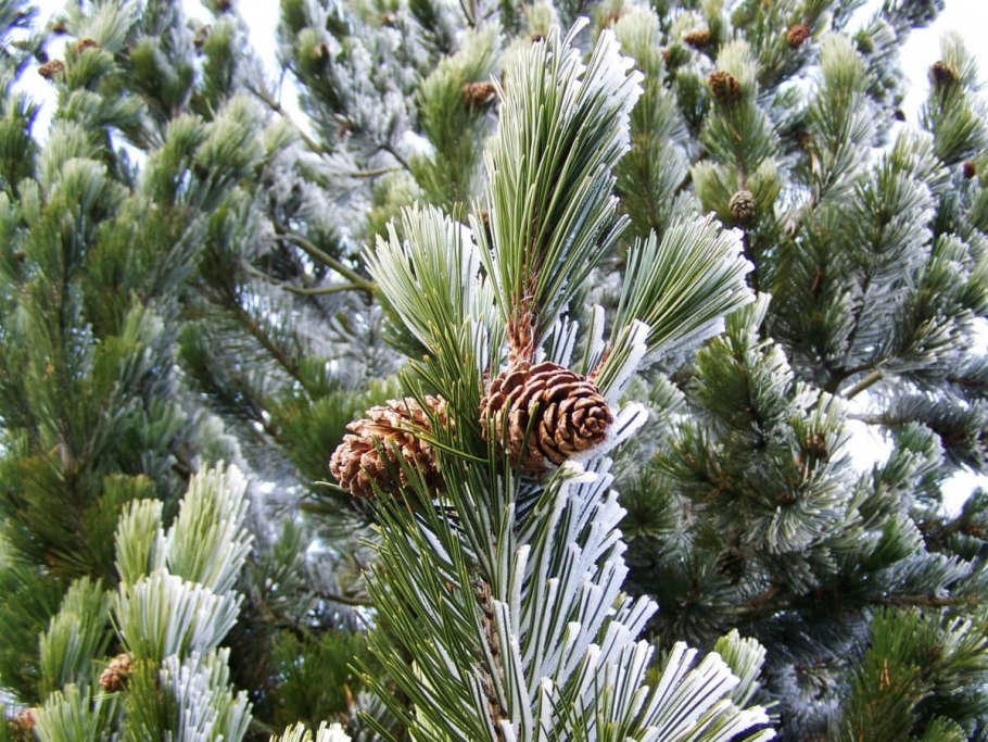 Хвойники сосна Кедровая