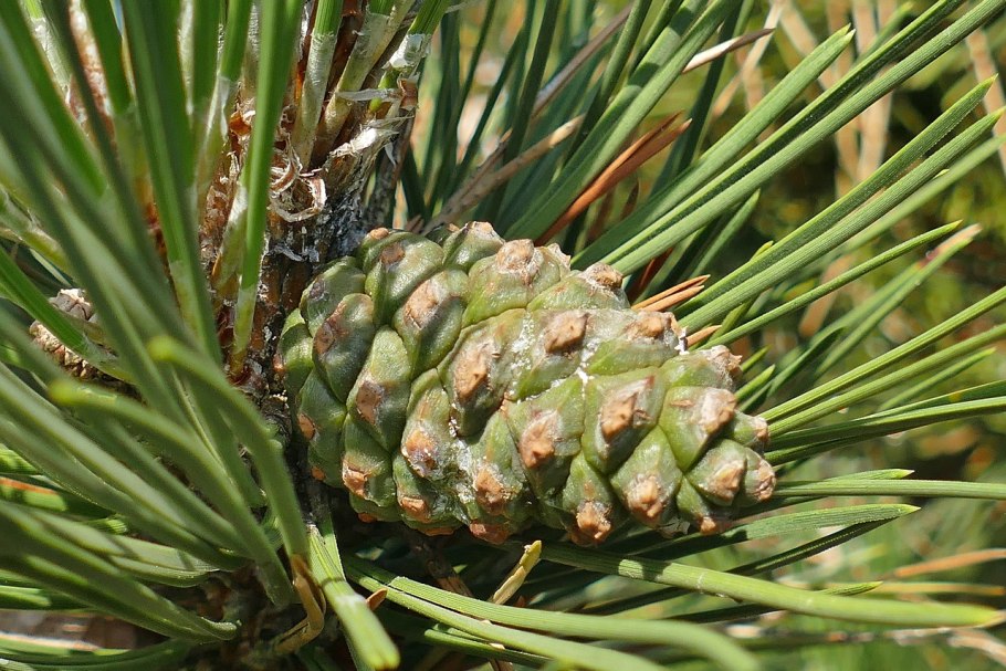 Сосна румелийская шишка