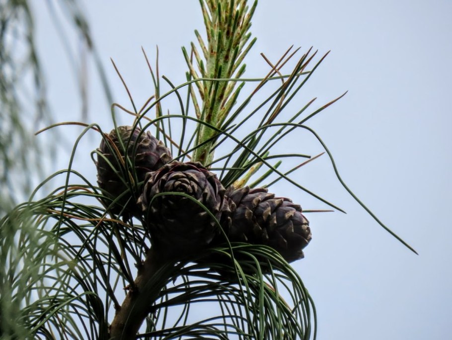 Хвоинки сосны кедровой