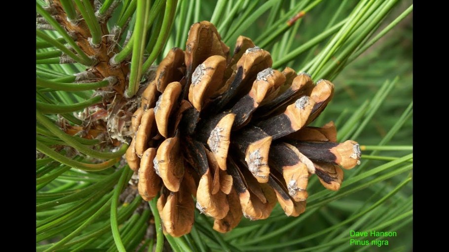 Pinus nigra Bayo