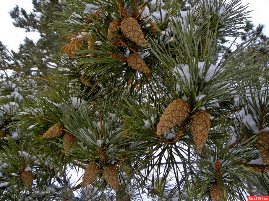 Веточка сосны обыкновенной