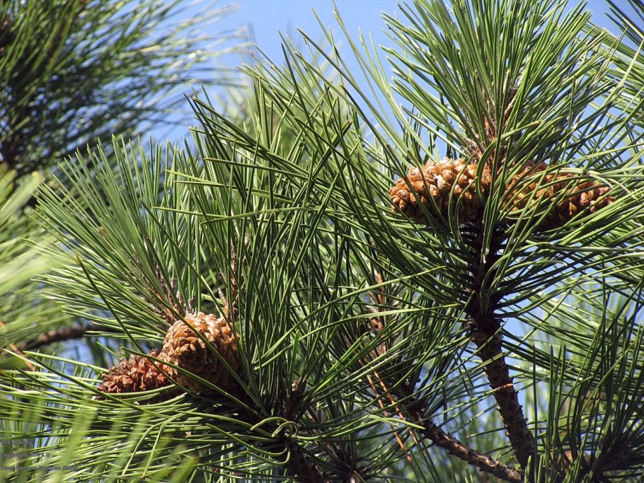 Хвоинки дерева сосна обыкновенная