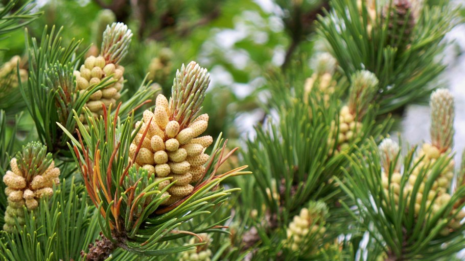 Сосна МЕРКУЗА (Pinus merkusii)