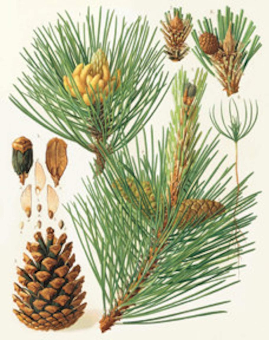 Сосна обыкновенная Ботаническая иллюстрация