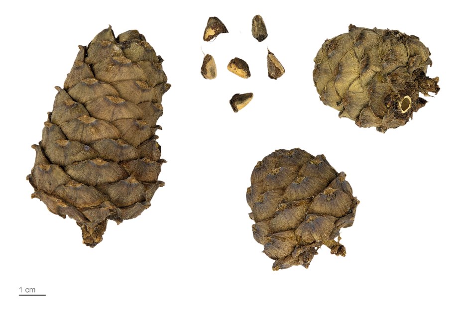 Шишка сосны сибирской