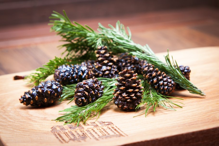 Сосна с шишками