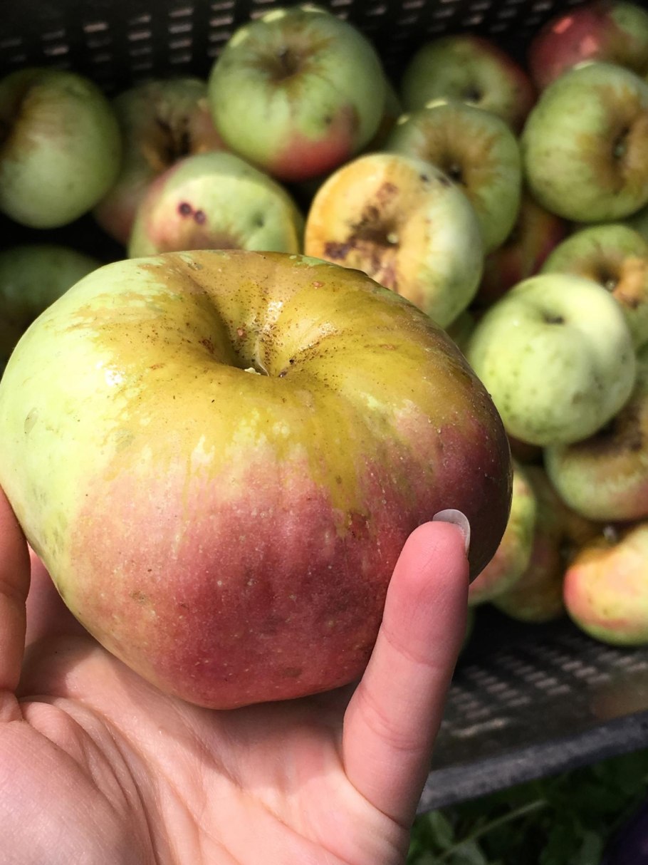 Богатырь (сорт яблони)