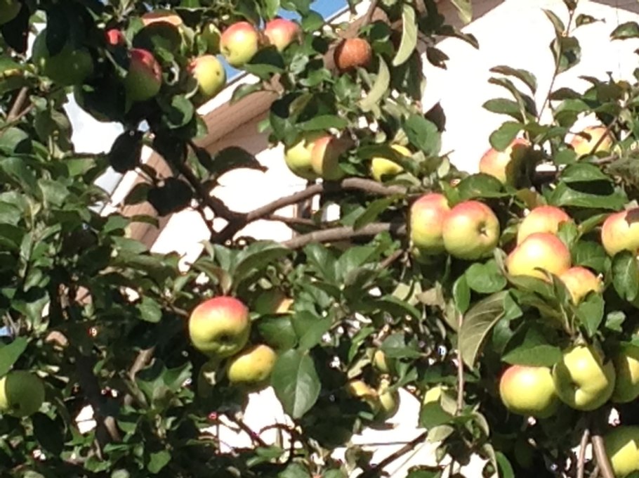 Яблоня Антоновка богатырь