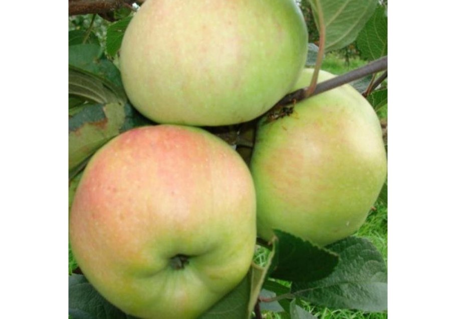 Яблоня Кутузовец