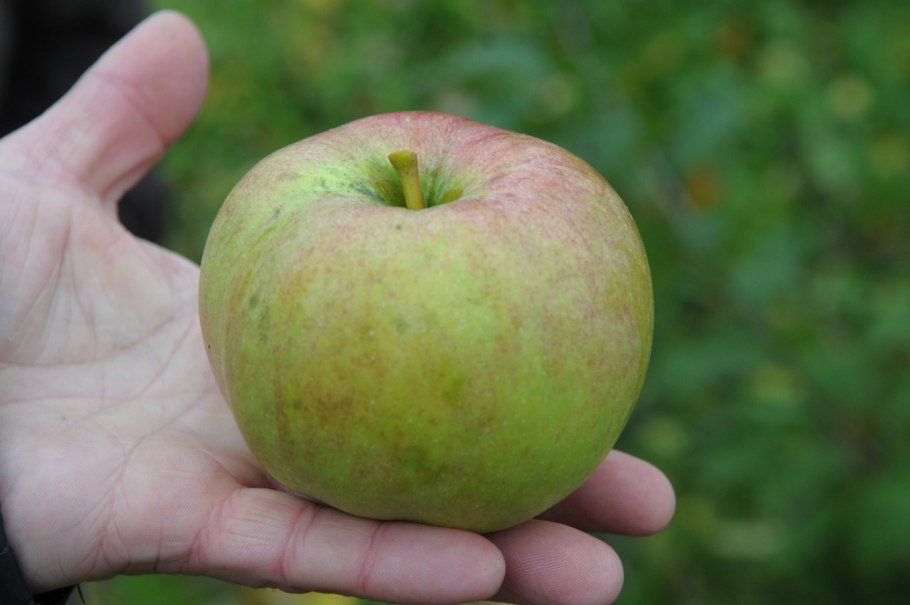 Яблоня богатырь цветение