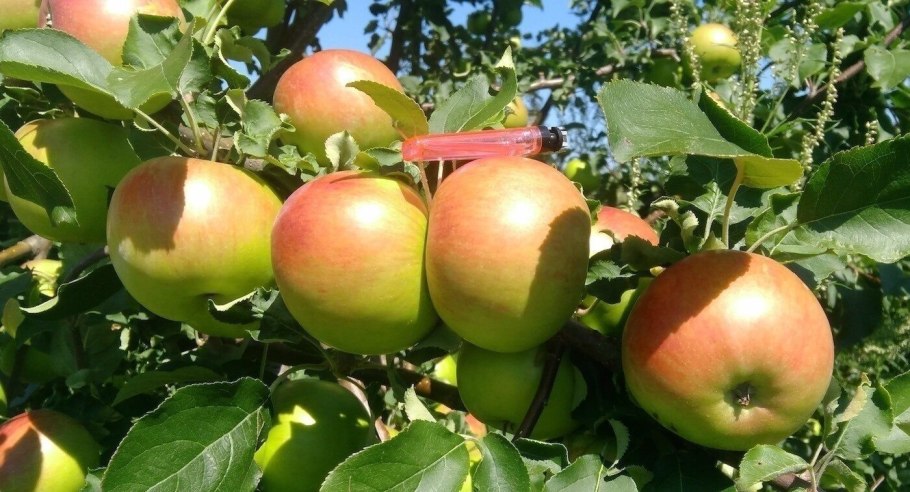 Сорт яблони синап Орловский
