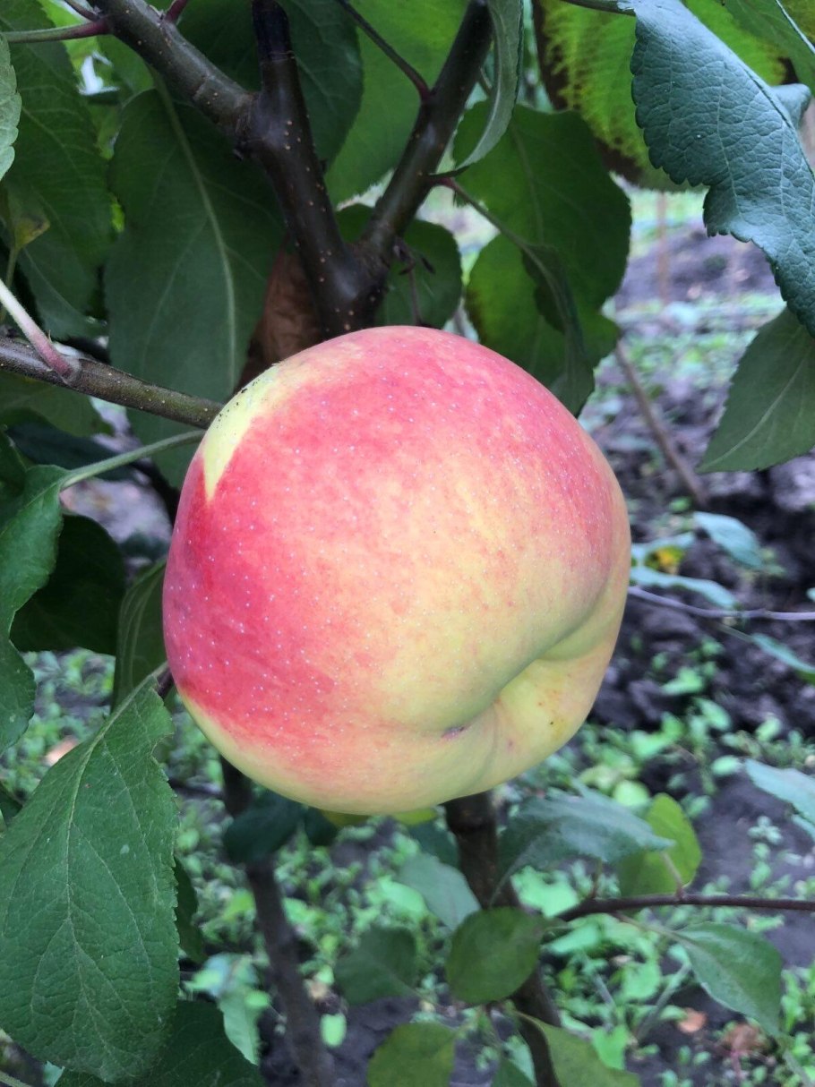 Сорт яблок богатырь