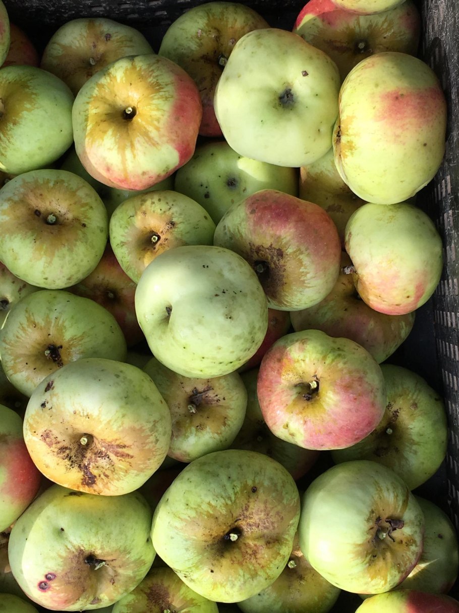 Богатырь (сорт яблони)