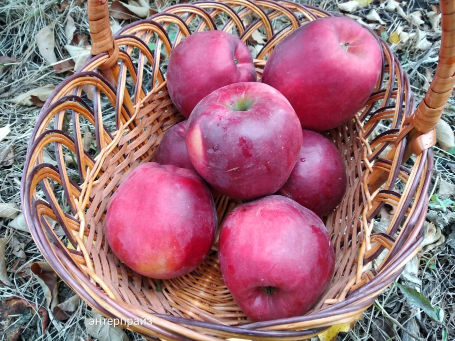 Сорт яблок богатырь