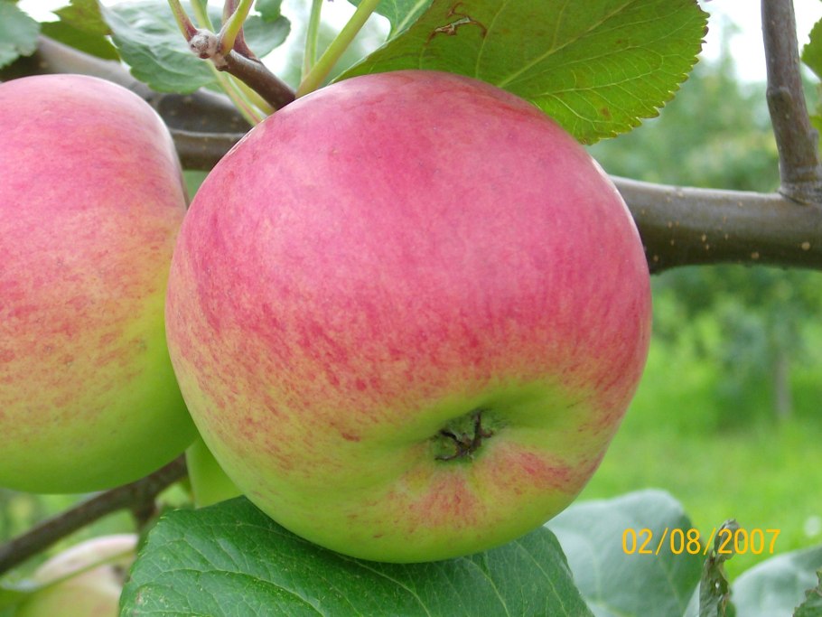 Яблоня ауксис